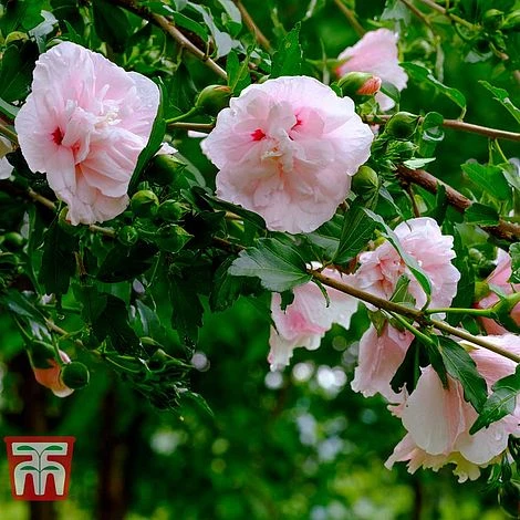Hibiscus Syriacus 'Pink Chiffon' - Image 8
