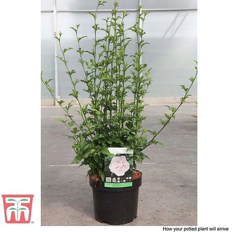 Hibiscus Syriacus 'Pink Chiffon' - Image 9