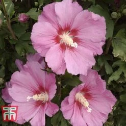 Hibiscus Syriacus 'Pink Giant'