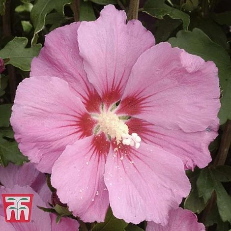 Hibiscus Syriacus 'Pink Giant' - Image 2