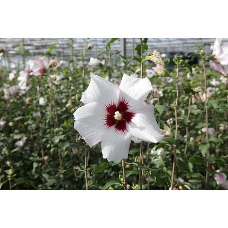 Hibiscus Syriacus 'Shintaeyang'