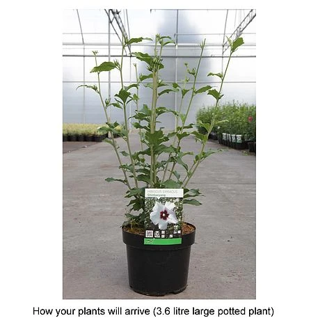 Hibiscus Syriacus 'Shintaeyang' - Image 2