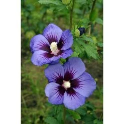 Hibiscus Syriacus Ultramarine 'Minultra'