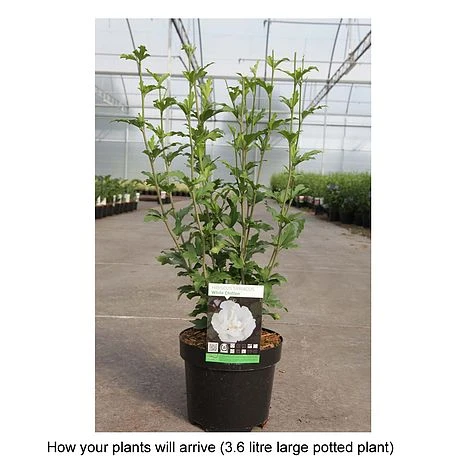 Hibiscus Syriacus 'White Chiffon' - Image 2