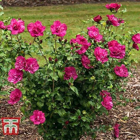 Hibiscus Syriacus 'Magenta Chiffon' - Image 2