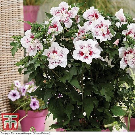 Hibiscus 'Starburst Chiffon' - Image 5