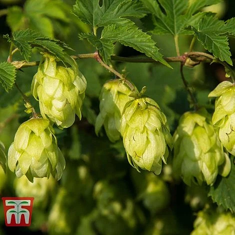 Humulus Lupulus