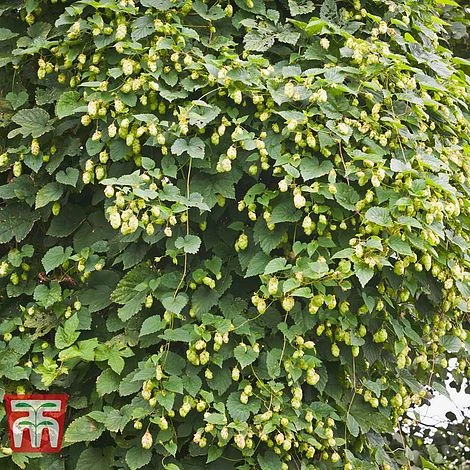 Humulus Lupulus - Image 2