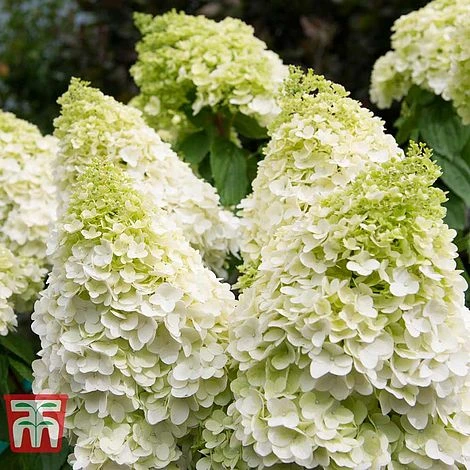 Hydrangea Paniculata 'Magical Moonlight' - Image 2
