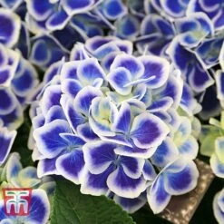 Hydrangea Macrophylla 'Bavaria'