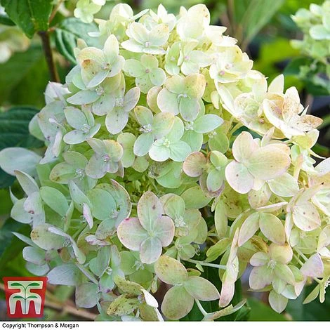 Hydrangea Paniculata 'Little Lime' - Image 3