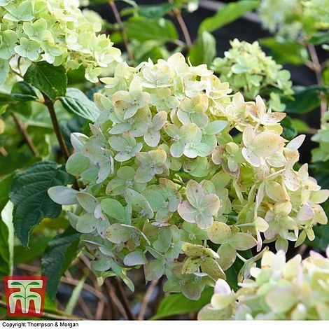 Hydrangea Paniculata 'Little Lime' - Image 5