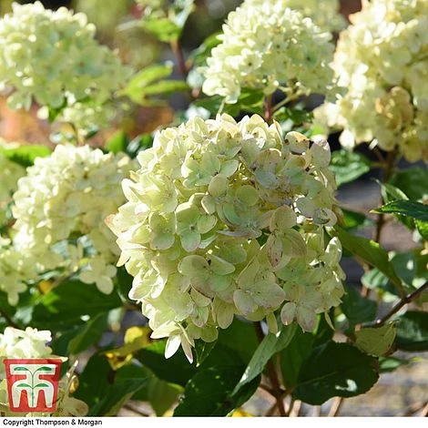 Hydrangea Paniculata 'Little Lime' - Image 6
