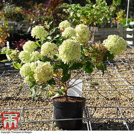 Hydrangea Paniculata 'Little Lime' - Image 7