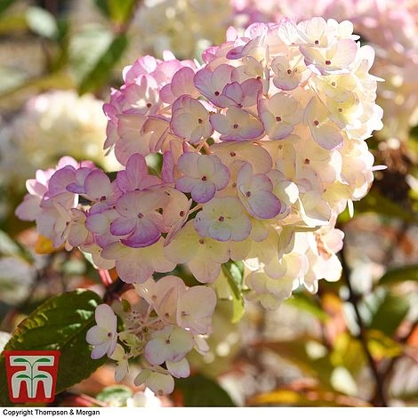 Hydrangea Paniculata 'Sundae Fraise' - Image 2