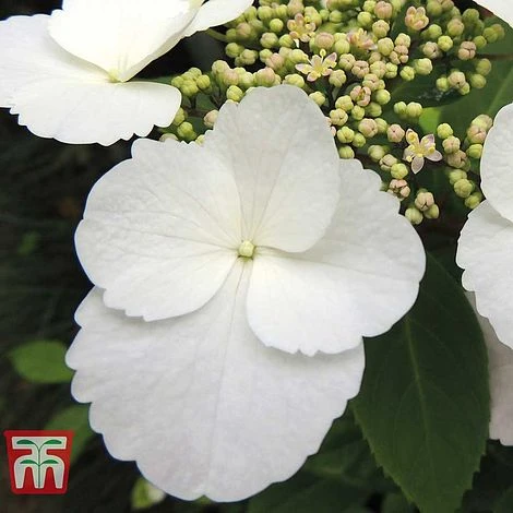 Hydrangea Macrophylla 'Benxi' - Image 2