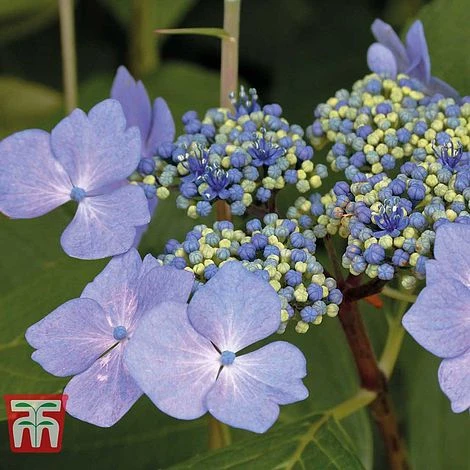 Hydrangea Macrophylla 'Nizza'