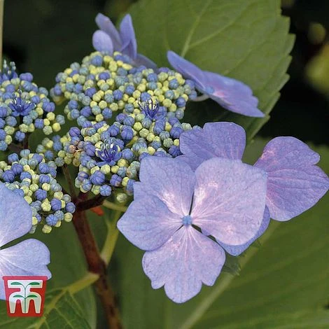 Hydrangea Macrophylla 'Nizza' - Image 2