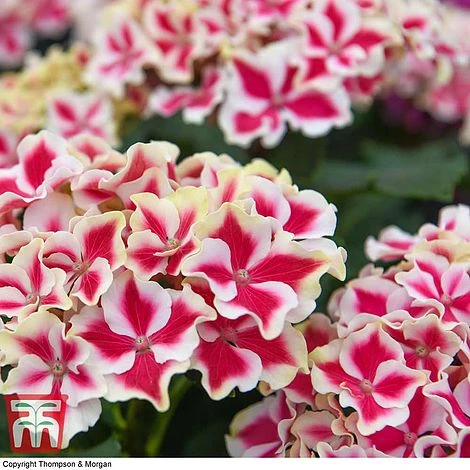 Hydrangea Macrophylla 'Camilla' - Image 2