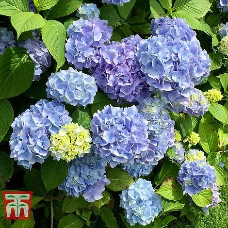 Hydrangea Macrophylla 'Early Blue'