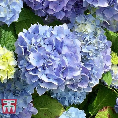 Hydrangea Macrophylla 'Early Blue' - Image 2