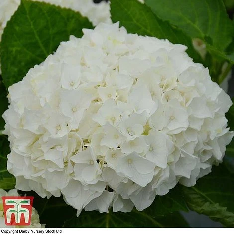 Hydrangea Macrophylla 'Wudu' - Image 2