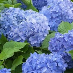 Hydrangea Macrophylla 'Blue Danube'