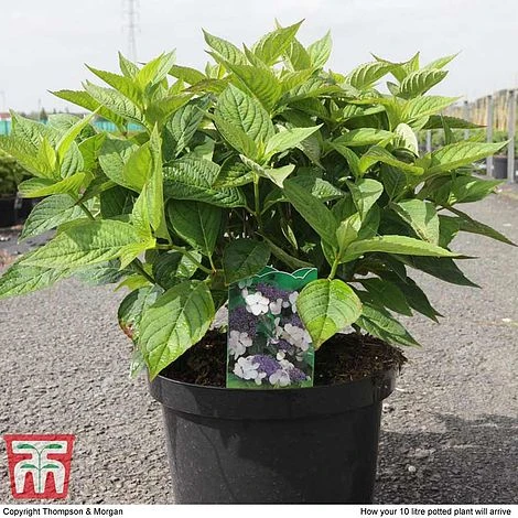 Hydrangea Macrophylla 'Blue Danube' - Image 2