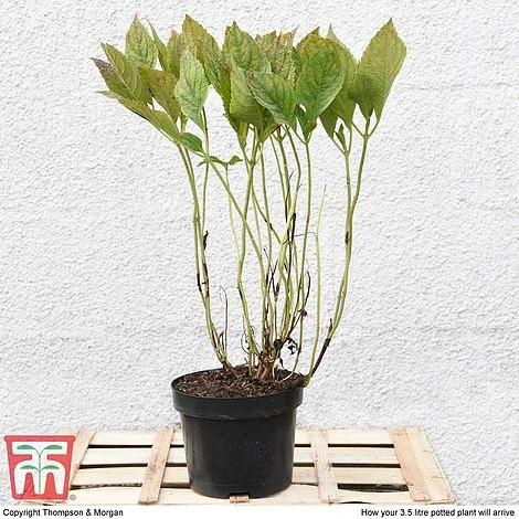 Hydrangea Macrophylla 'Blue Danube' - Image 3