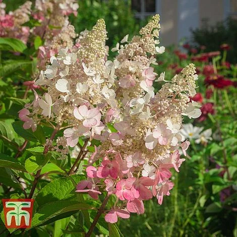 Hydrangea Paniculata 'Pinky Winky' - Image 3