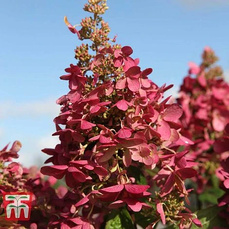 Hydrangea Paniculata 'Pinky Winky' - Image 4