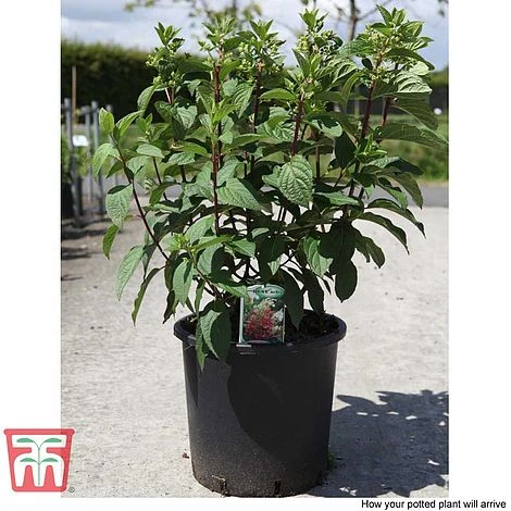 Hydrangea Paniculata 'Pinky Winky' - Image 5