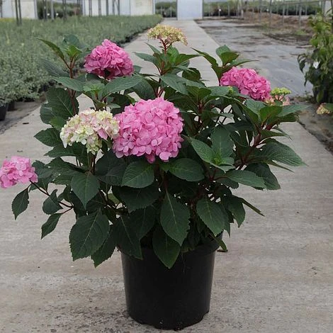 Hydrangea Macrophylla 'Endless Summer - Bloomstar' - Image 2