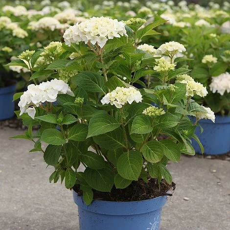 Hydrangea Macrophylla 'Endless Summer - The Bride' - Image 2