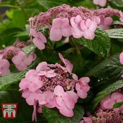 Hydrangea Macrophylla 'Endless Summer - Twist & Shout'
