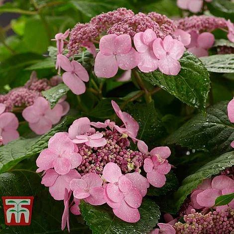 Hydrangea Macrophylla 'Endless Summer - Twist & Shout'