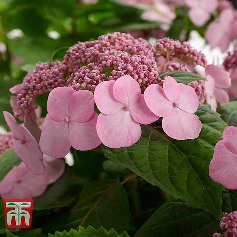 Hydrangea Macrophylla 'Endless Summer - Twist & Shout' - Image 2