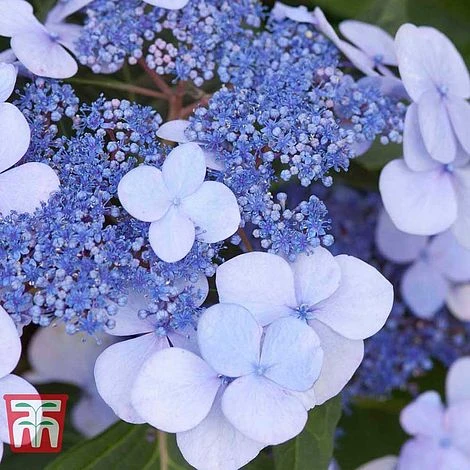 Hydrangea Macrophylla 'Endless Summer - Twist & Shout' - Image 3