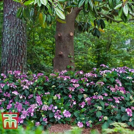 Hydrangea Macrophylla 'Endless Summer - Twist & Shout' - Image 4