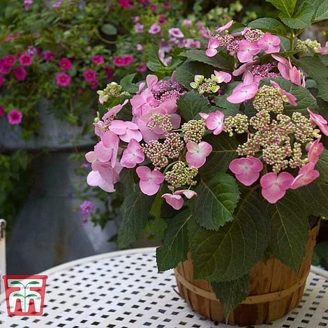 Hydrangea Macrophylla 'Endless Summer - Twist & Shout' - Image 5