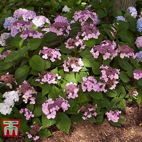 Hydrangea Macrophylla 'Endless Summer - Twist & Shout' - Image 6
