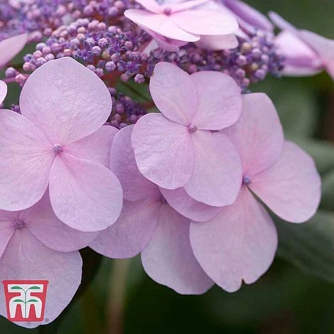 Hydrangea Macrophylla 'Endless Summer - Twist & Shout' - Image 7