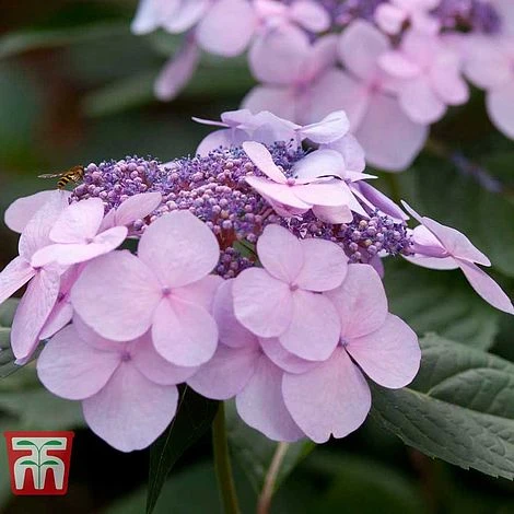 Hydrangea Macrophylla 'Endless Summer - Twist & Shout' - Image 8