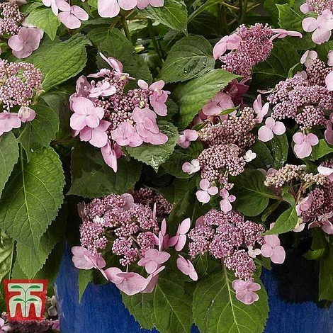 Hydrangea Macrophylla 'Endless Summer - Twist & Shout' - Image 9