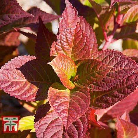 Hydrangea Macrophylla 'Endless Summer - Twist & Shout' - Image 10