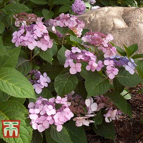 Hydrangea Macrophylla 'Endless Summer - Twist & Shout' - Image 11