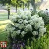 Hydrangea Paniculata 'Bobo'