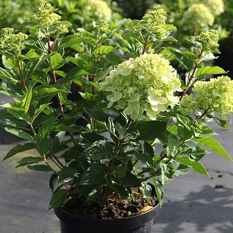 Hydrangea Paniculata 'Little Lime' - Image 2