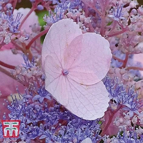 Hydrangea Aspera 'Hot Chocolate' - Image 2