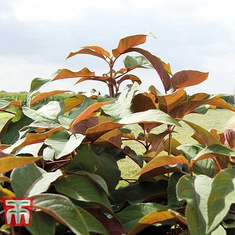 Hydrangea Aspera 'Hot Chocolate' - Image 3